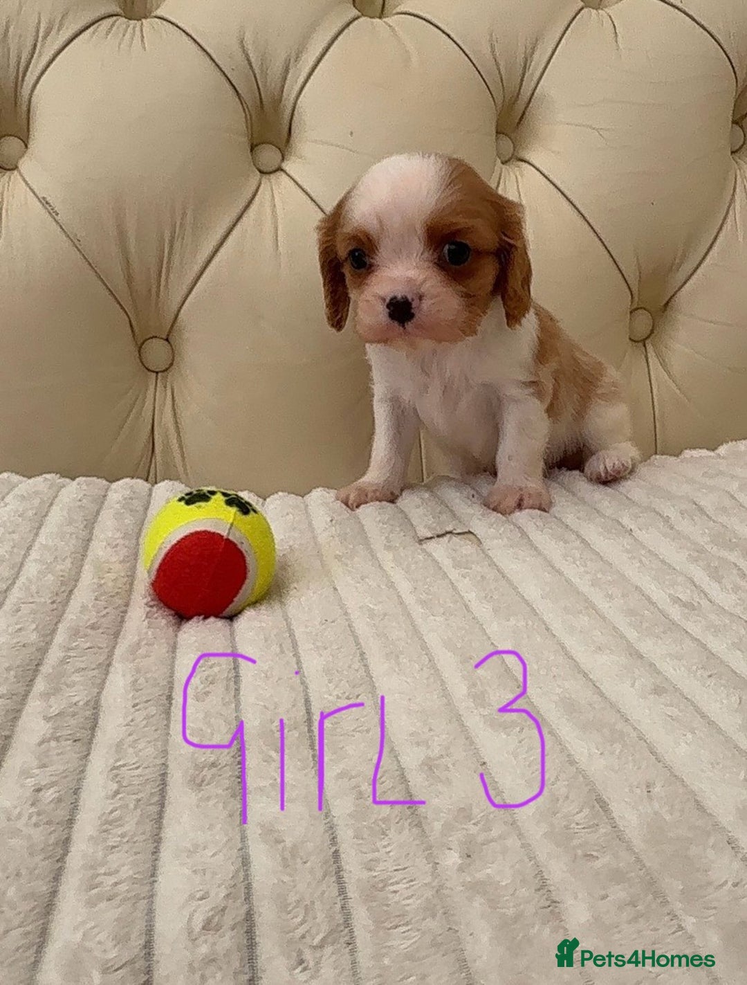 Cavalier King Charles Spaniel dogs for sale: 🐶 true miniature King Charles puppy’s 🐶 - Image 12