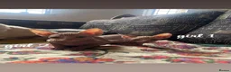Sphynx cats for sale: 2x Female Sphynx - Advert 4
