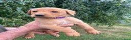 Labrador Retriever dogs for sale: Fox Red Labradors KC REG in Northallerton - Advert 12