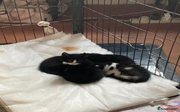 British Shorthair cats for sale: Kittens for sale !! Loving and playful  - Image 13