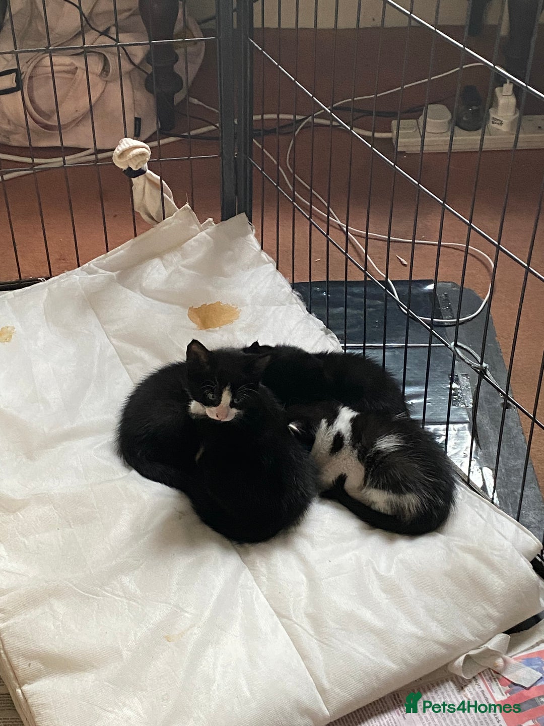 British Shorthair cats for sale: Kittens for sale !! Loving and playful  - Image 13