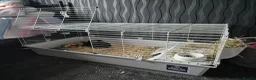 Guinea Pig rodents for sale: 2x Guinea Pigs & Cage - Advert 4