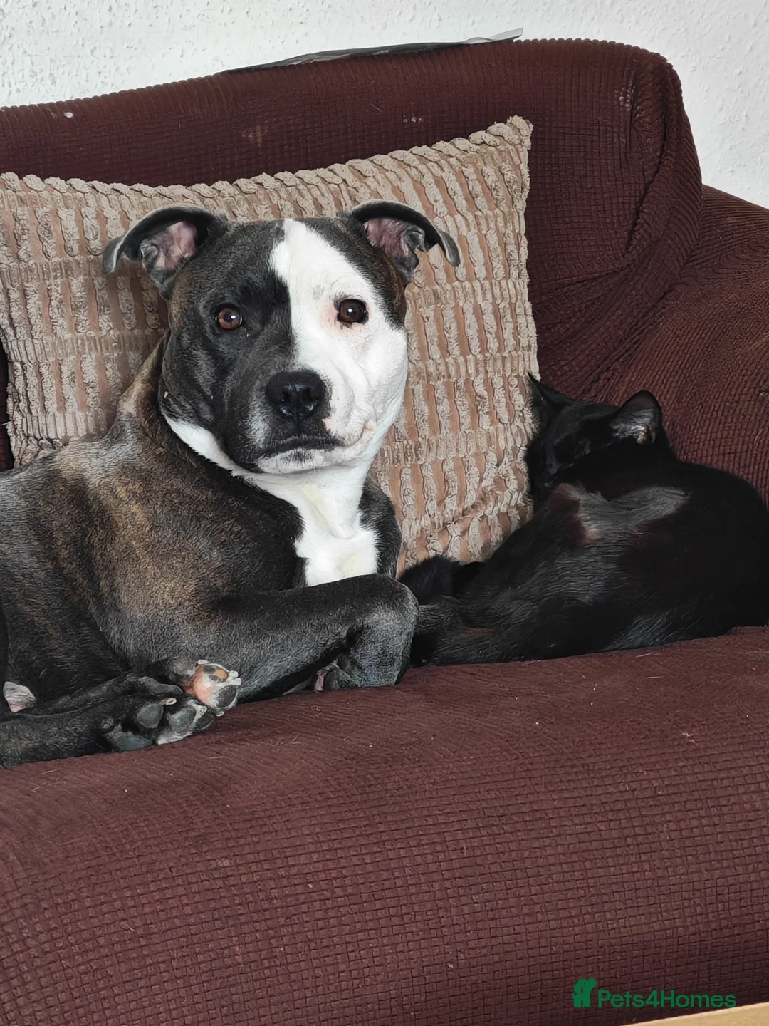 Staffordshire Bull Terrier dogs for sale: 2 year old staffy - Advert 5