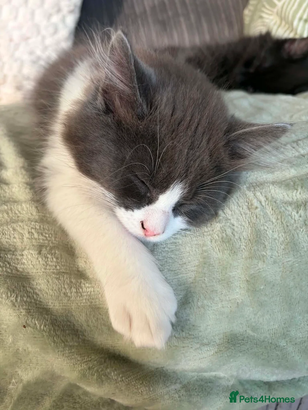 Ragdoll cats for sale: Beautiful ragdoll cross - Advert 1