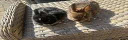 Netherland Dwarf rabbits for sale: Lovely Netherland Dwarf baby rabbits. - Advert 9