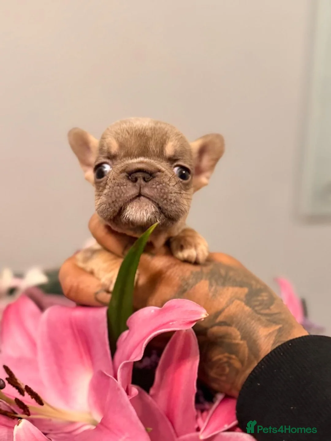 French Bulldog dogs for sale:  💙🦁Fluffy visual French bulldog Reduced!!🏡 - Advert 20
