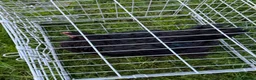 Chickens poultry for sale: Pair of brahmas - Advert 29