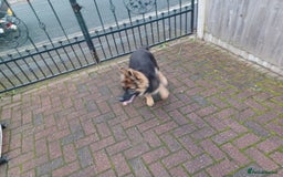 German Shepherd dogs for sale: German shepherd  - Image 8