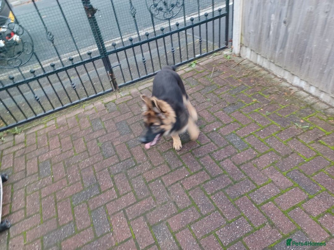 German Shepherd dogs for sale: German shepherd  - Image 8
