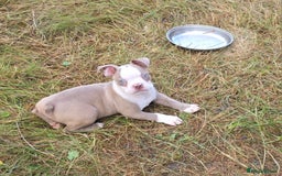 Boston Terrier dogs for sale: Stunning Boston Terrier Girl - Image 1