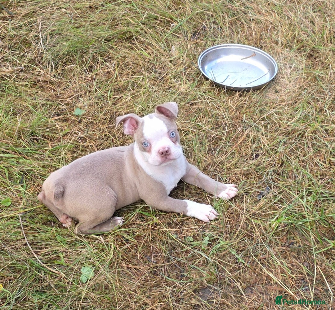 Boston Terrier dogs for sale: Stunning Boston Terrier Girl - Image 1