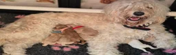 Goldendoodle dogs for sale: Health tested Australian Double Doodles - Advert 14