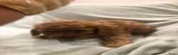 Cavapoo dogs for sale: 🐾Adventures of a curly cavapoo🐕 in Chessington - Advert 4