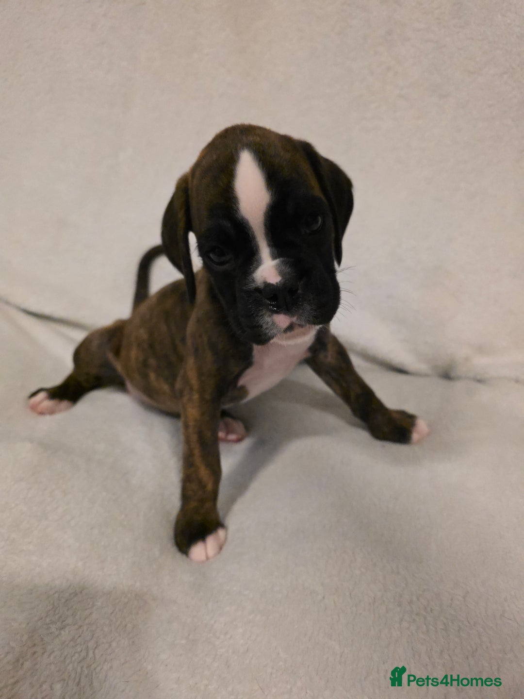 Boxer dogs for sale: Part European quality KC Reg Boxers - Advert 30