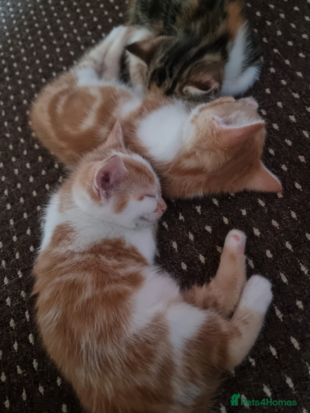 Mixed Breed cats for sale: Looking for forever home - Image 14