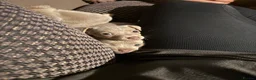 Jack Russell dogs for sale: Last One, Ready to go Wenlock Jack Russells  - Advert 19
