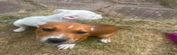 Staffordshire Bull Terrier dogs for sale: Staffordshire in Leicester - Advert 6