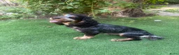Cocker Spaniel dogs for stud: Proven KC Reg Health Tested Working Cocker - Advert 1