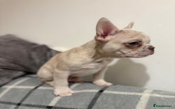 French Bulldog dogs for sale: 3 beautiful pedigree French bulldog puppies  - Image 13