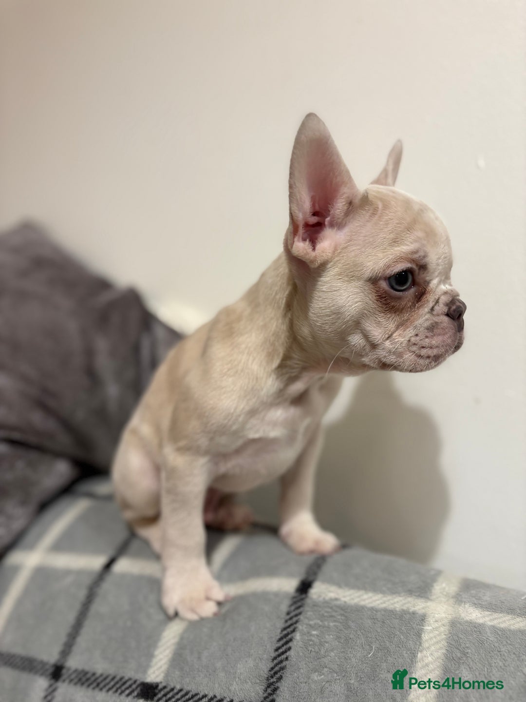 French Bulldog dogs for sale: 3 beautiful pedigree French bulldog puppies  - Image 13