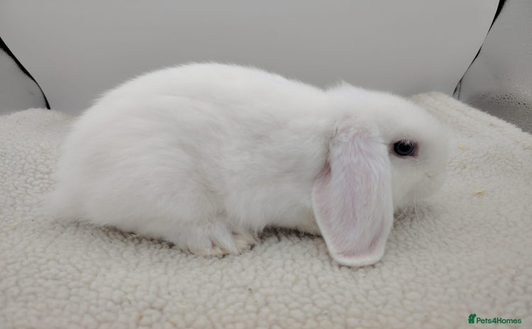 Mini Lop rabbits - Advert 14