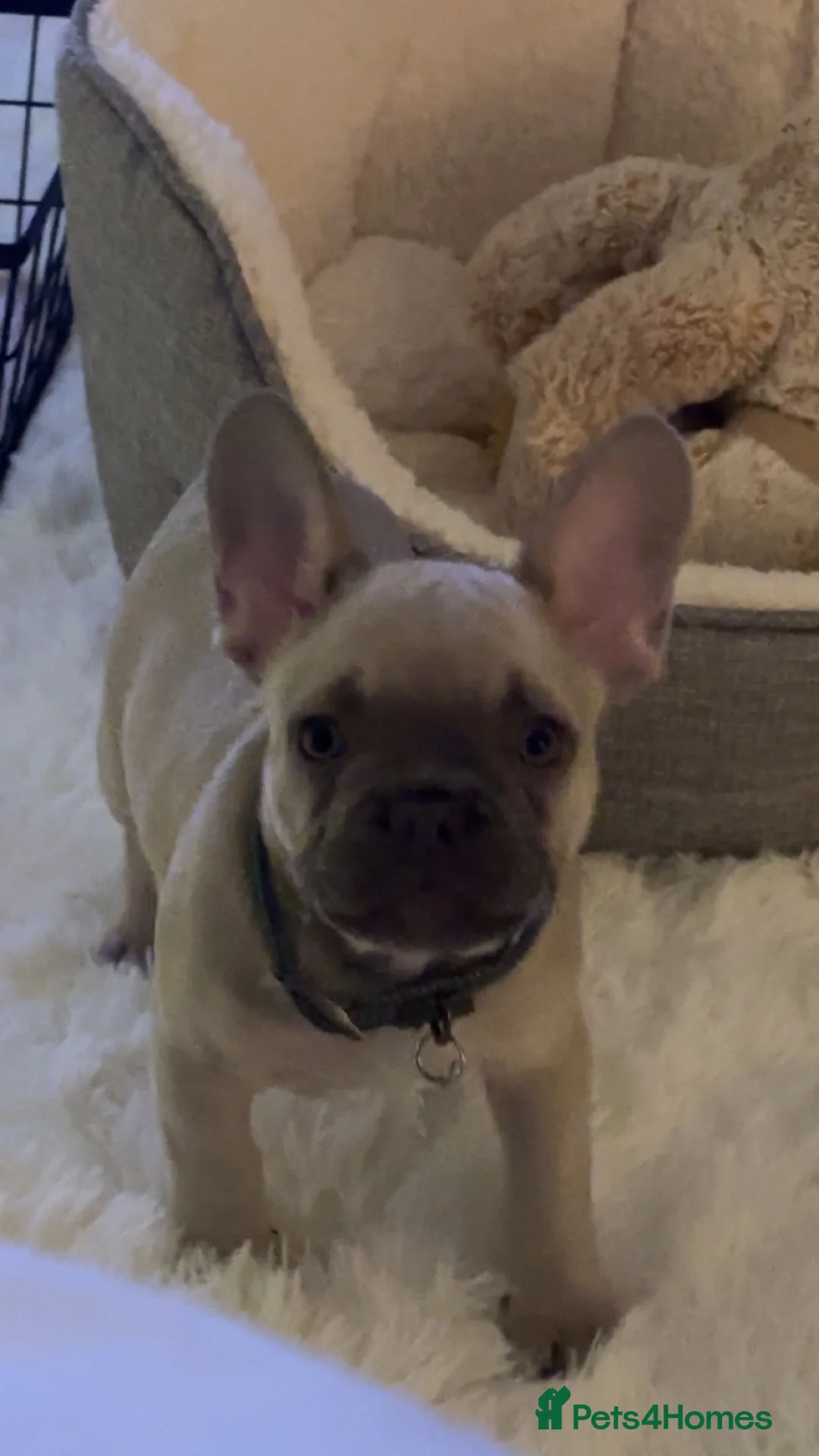 French Bulldog dogs for sale: Forever home for male frenchie  - Advert 5