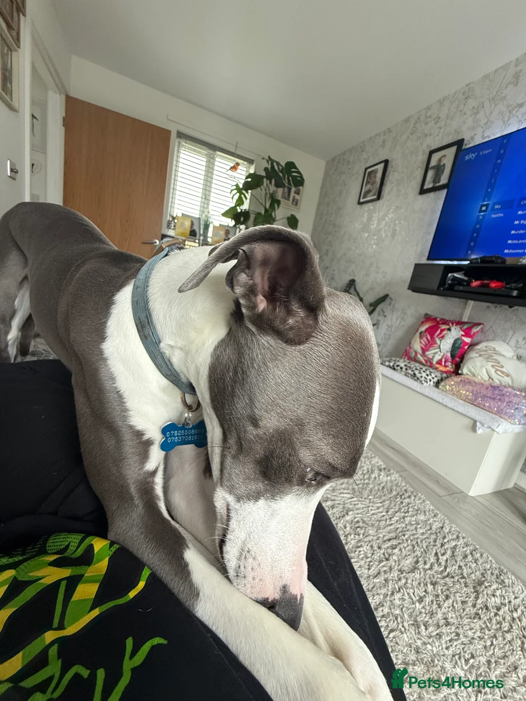 Whippet dogs for stud: Beautiful pedigree whippet for stud - Advert 2