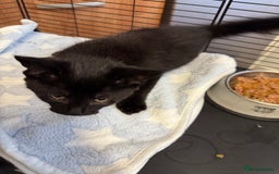 Mixed Breed cats for sale: Disabled kitten - Image 1