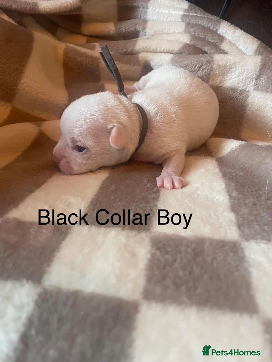 Chihuahua dogs for sale: Beautiful chihuahua puppys - Advert 13