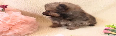 Pomeranian 3