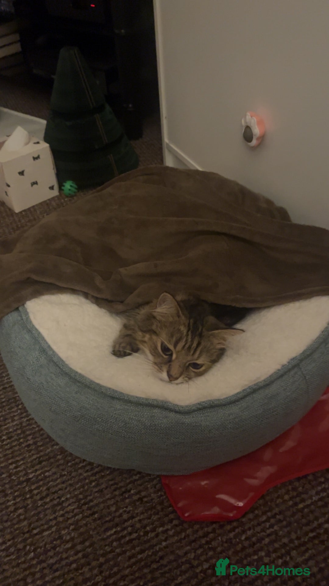 British Longhair cats for sale: Beautiful Rescue Cat Needs A Forever Home - Advert 3