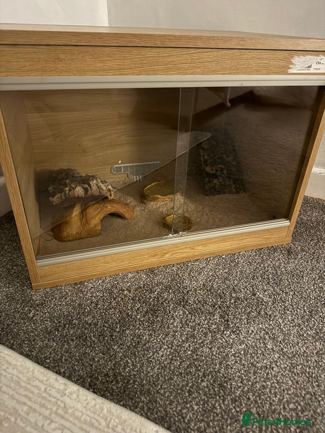 Gecko reptiles for sale: 3 year old leopard gecko - Advert 3