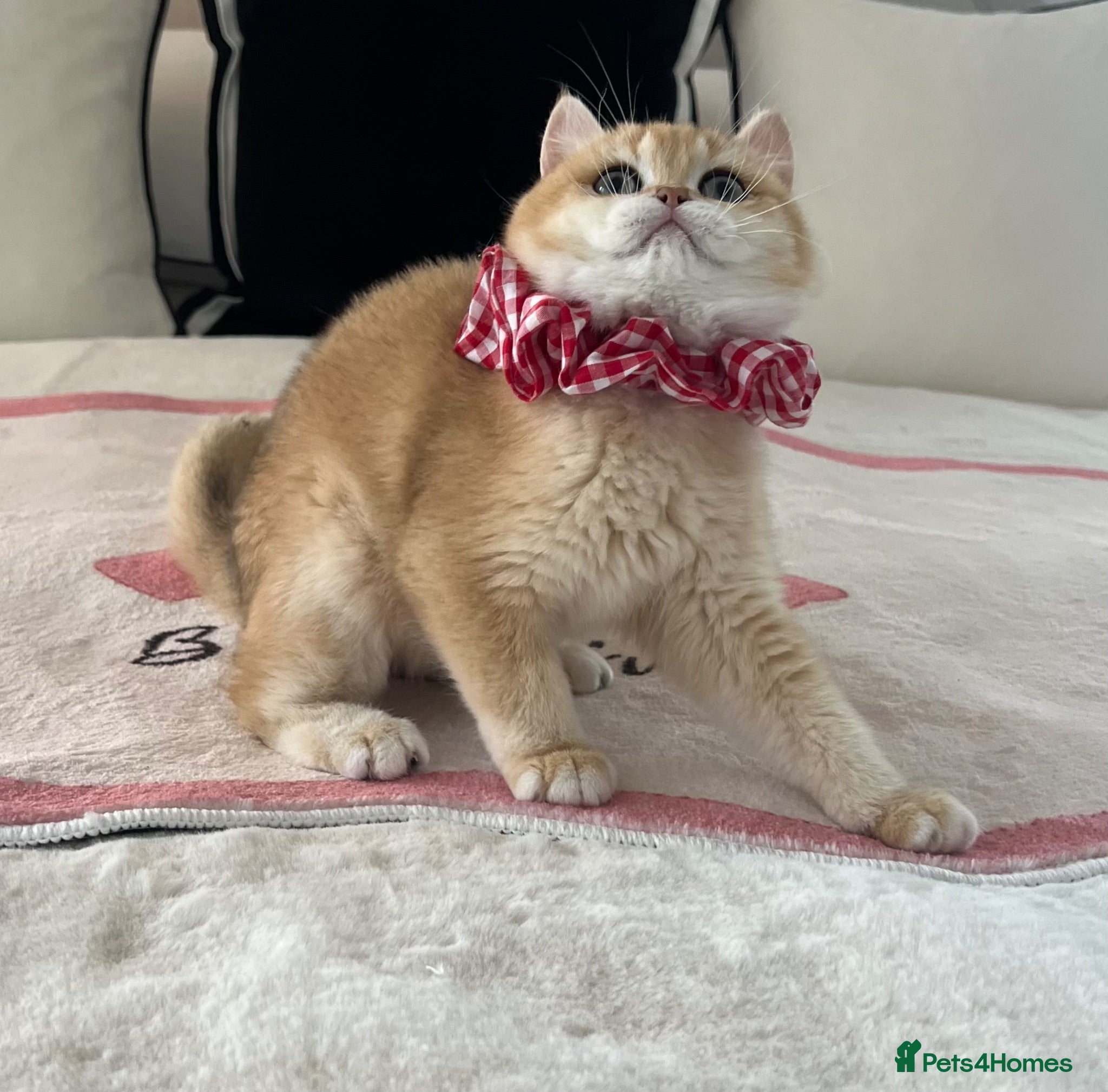 British Shorthair cats 🧸 NY12 Golden British Shorthair Boy 🧸 - Advert 2
