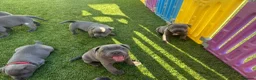 Staffordshire Bull Terrier dogs for sale: Gorgeous blue KC Staffy Pups *Champion Bloodlines* - Advert 13