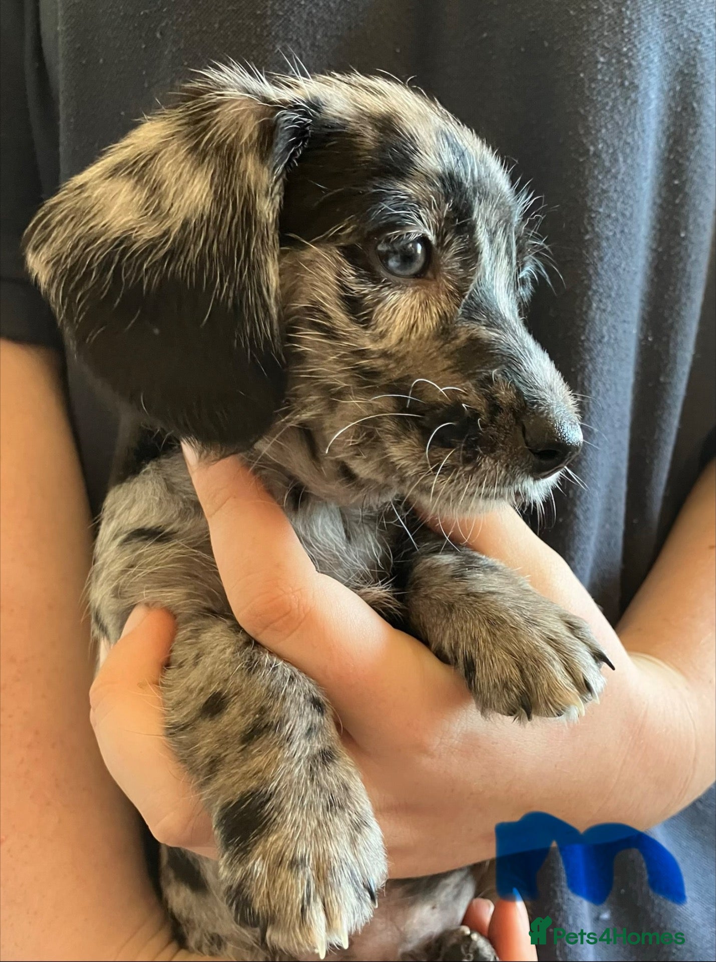 Mixed Breed dogs Gorgeous cheeky daxi x pups  - Advert 1