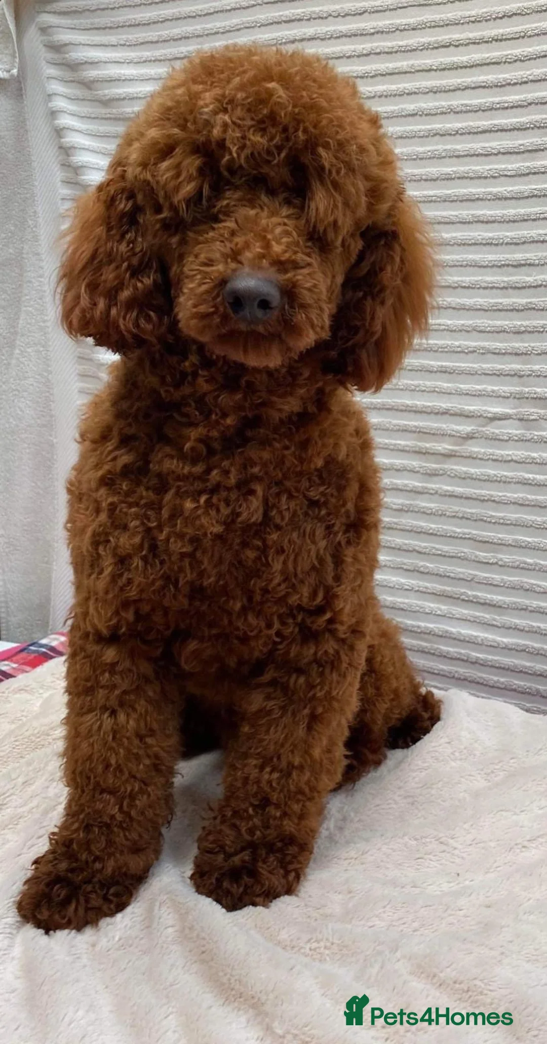 Miniature Poodle dogs for sale: Beautiful KC Female Miniature Poodles Pups - Advert 3