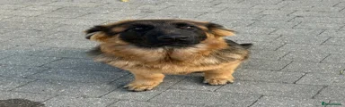 German Shepherd 7
