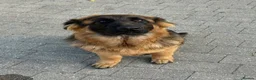 German Shepherd dogs for sale: Long coat German Shepherd - Advert 20