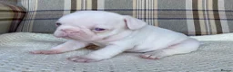 French Bulldog dogs for sale: Pink & Pink carrier French Bulldog puppies - Advert 24