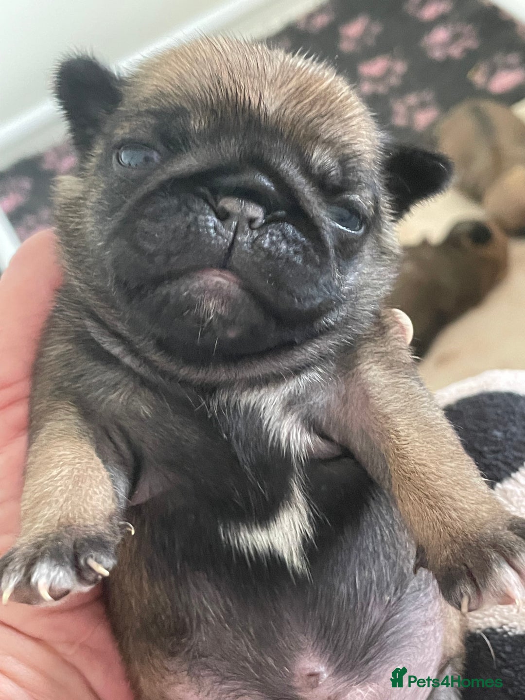 Pug dogs for sale:  Deep apricot multi champion pedigree pug puppies  in Bolton - Image 24