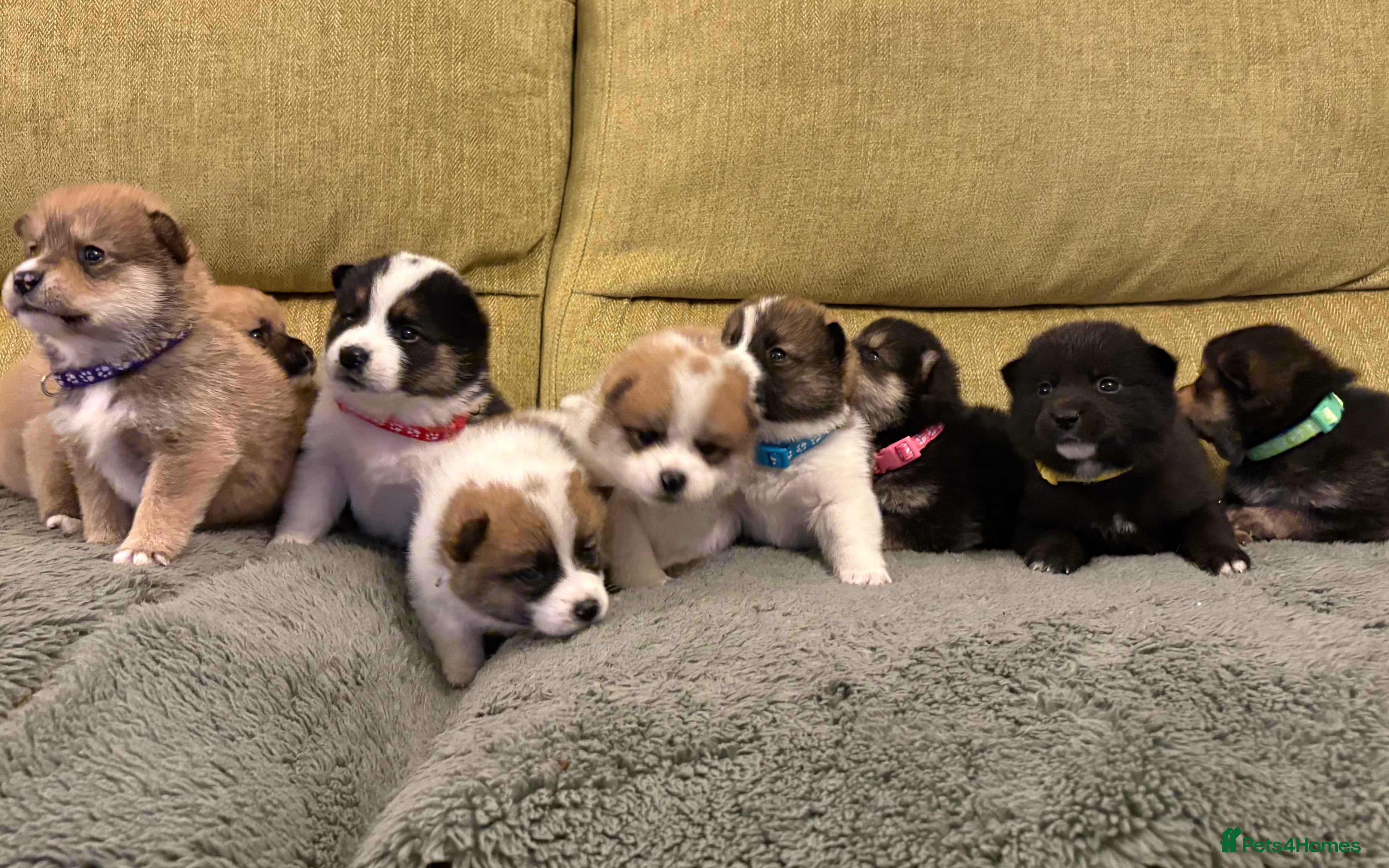 Mixed Breed dogs Pomskiba Inu Puppies. Shiba Inu x Pomsky - Advert 2