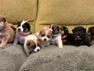 Mixed Breed dogs Pomskiba Inu Puppies. Shiba Inu x Pomsky - Advert 1