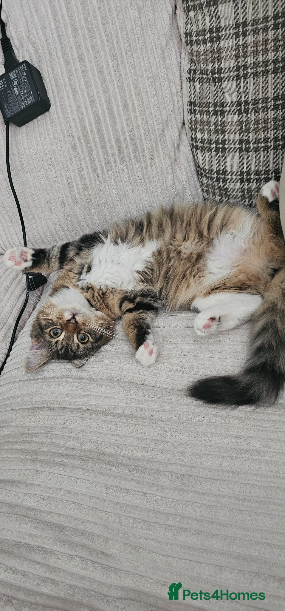 Mixed Breed cats 4 beautiful kittens up for sale 2 boys 2 girls - Advert 13