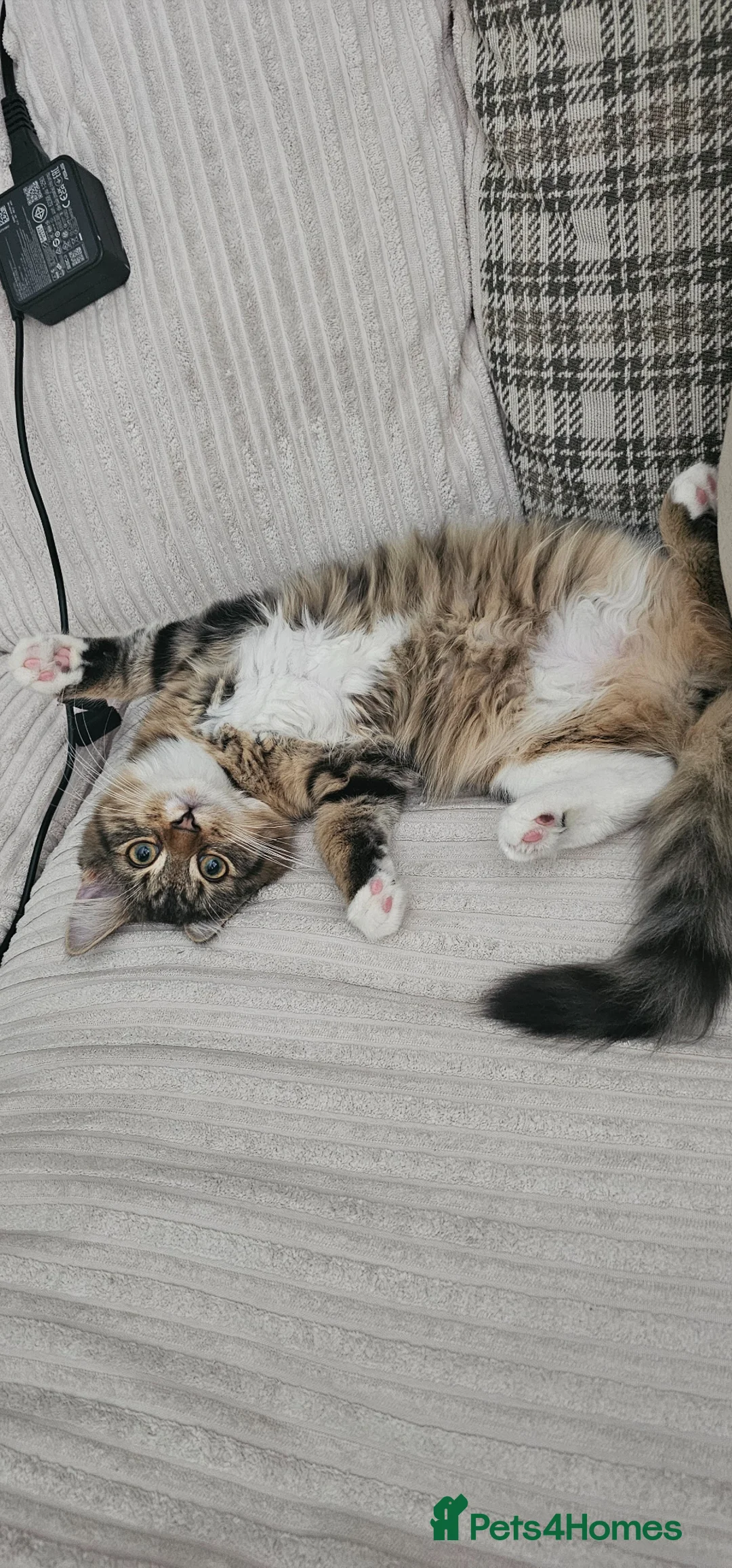 Mixed Breed cats for sale: 4 beautiful kittens up for sale 2 boys 2 girls in Rotherham - Advert 1