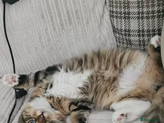 Mixed Breed cats 4 beautiful kittens up for sale 2 boys 2 girls - Advert 1