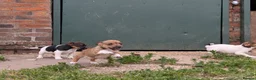 Jack Russell dogs for sale: Jack Russell Puppies - Advert 14
