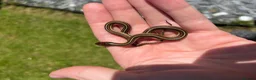 Garter Snake reptiles for sale: CB26 High Percentage Sanfrancisco Garter Snakes - Advert 3
