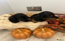 Miniature Dachshund dogs for sale: Beautiful miniature dachshund puppies  - Image 8