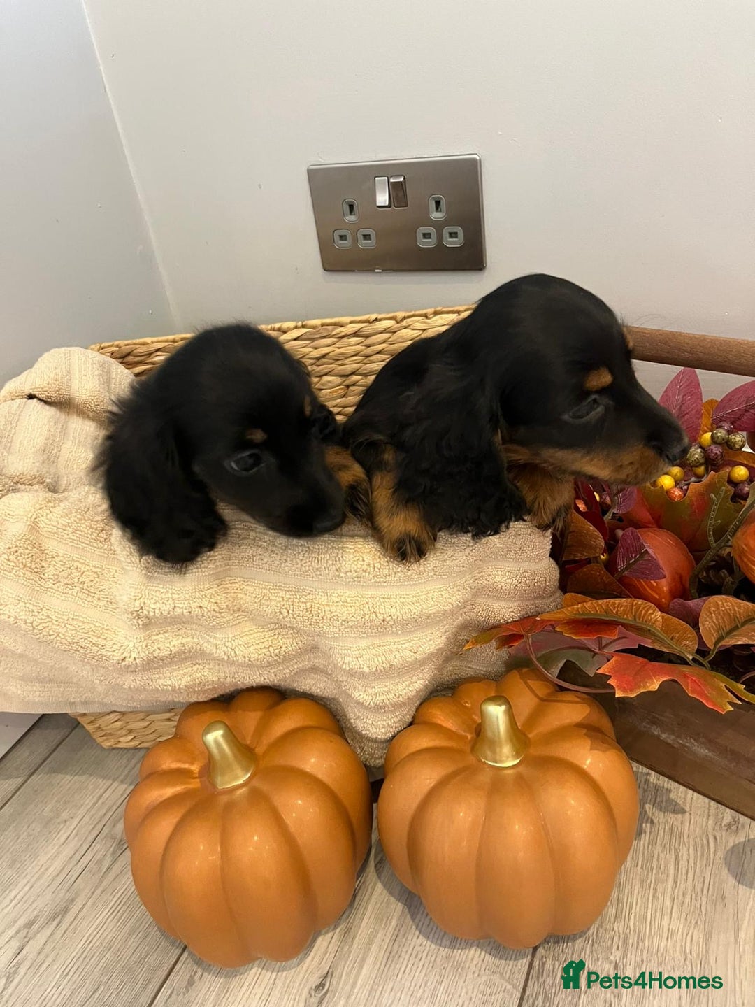 Miniature Dachshund dogs for sale: Beautiful miniature dachshund puppies  - Image 8