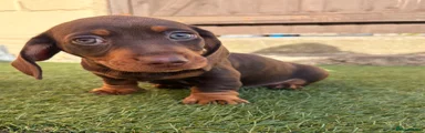 Miniature Dachshund 3